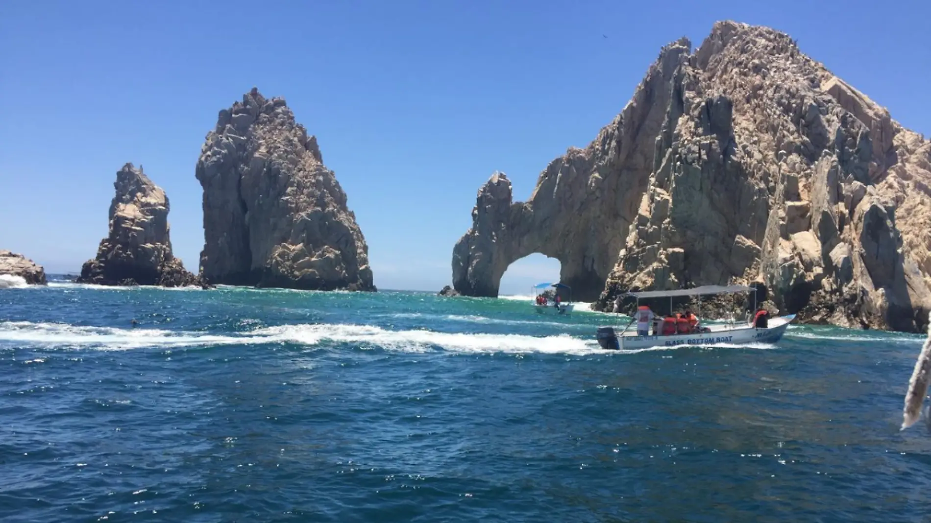 lobos marinos en bahia de los cabos